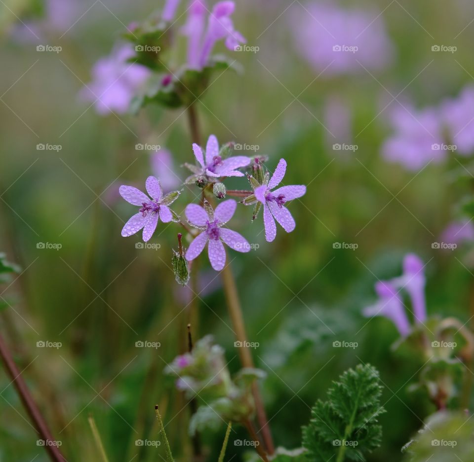 Wildflowers 
Purple