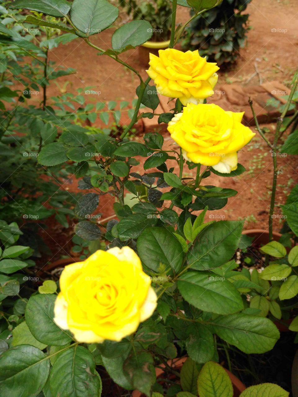 beautiful three yellow roses in my garden