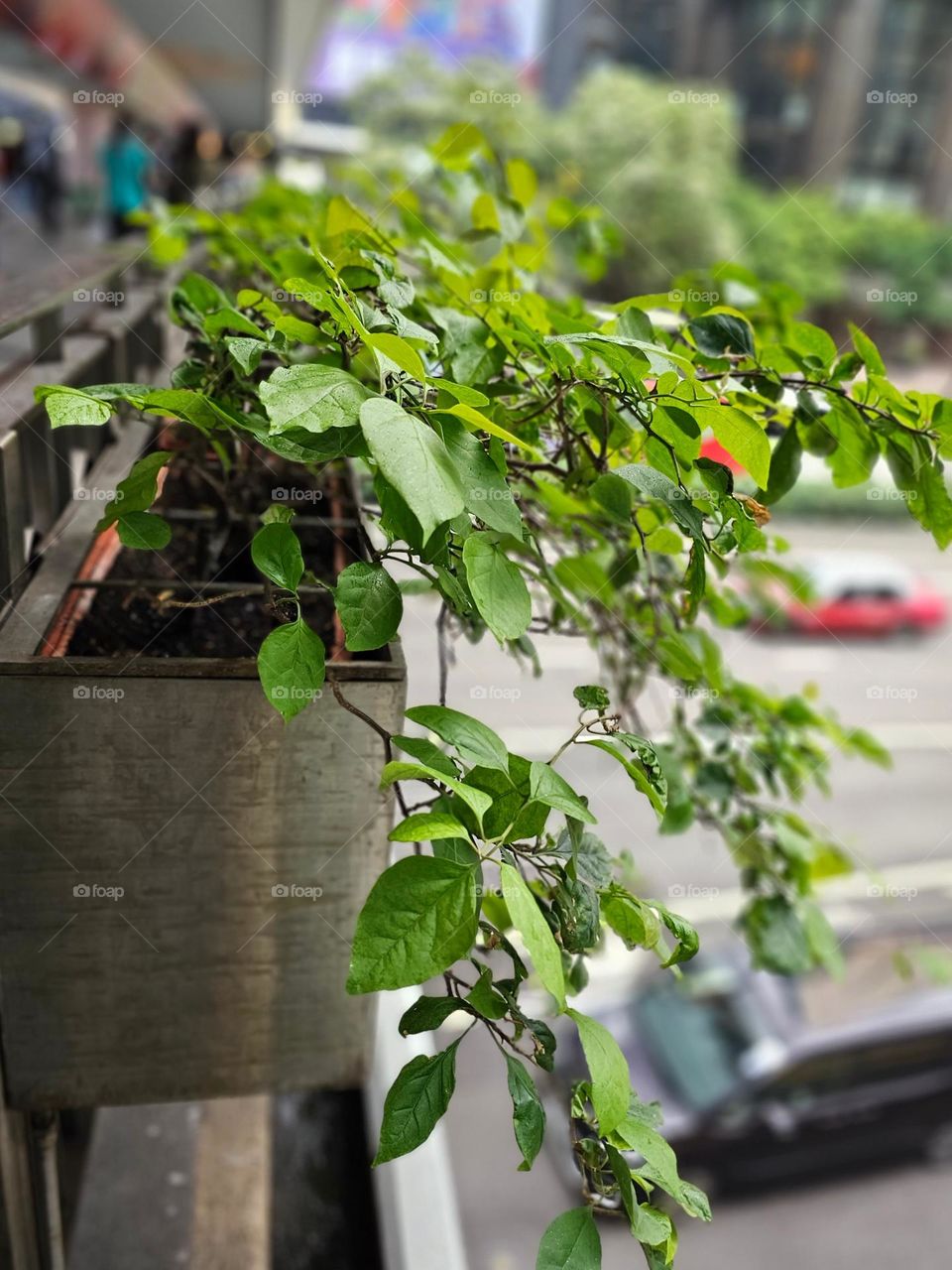 Urban plants along the footbridge