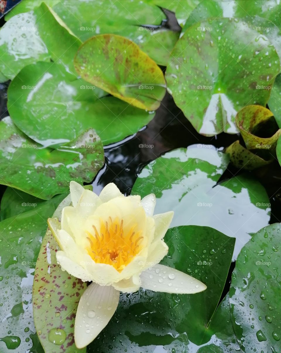 White water lily - an aquatic plant, a species of the genus Water lily of the Water lily family