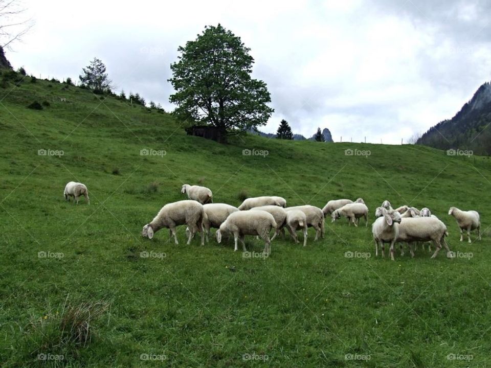 Sheep on the Hillside (Garmisch, Germany) 