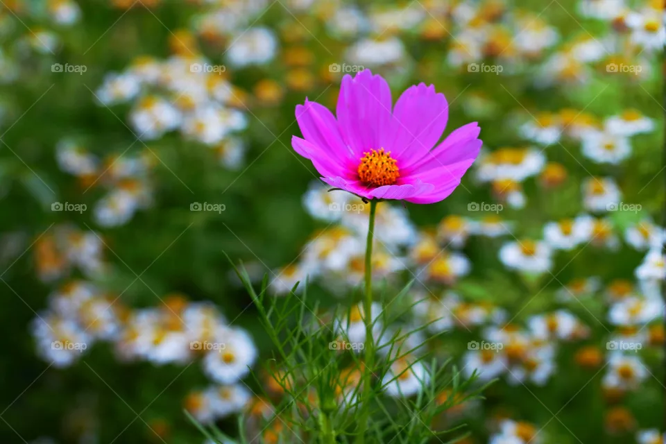 Blume in Rosa