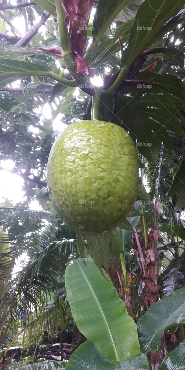 breadfruit ini my garden