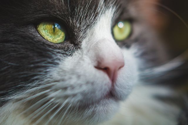 cat eye