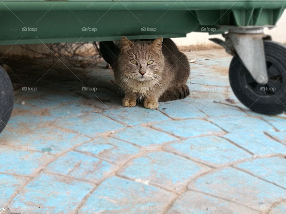 Stray cat sitting under the large green bin with copy space.