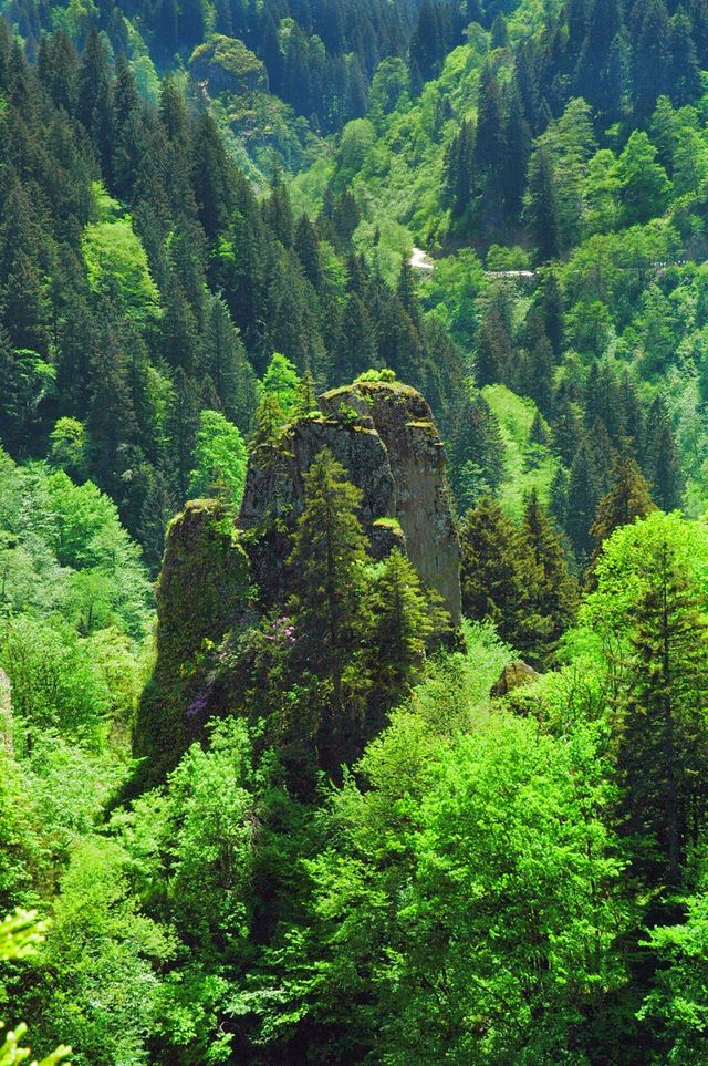A monastery in a magic forest