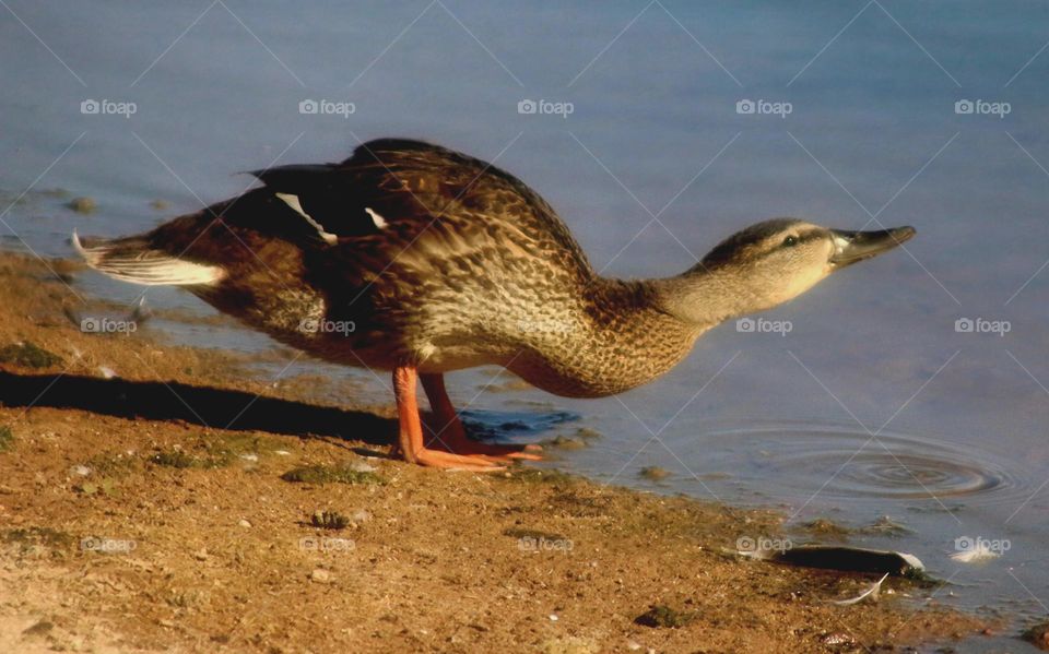 Mallard Duck Sipping Water