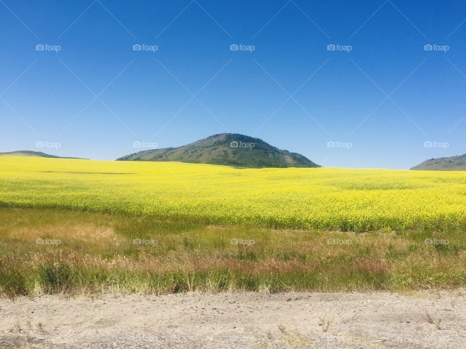 Vibrant mustard field and clear blue sky with a hill