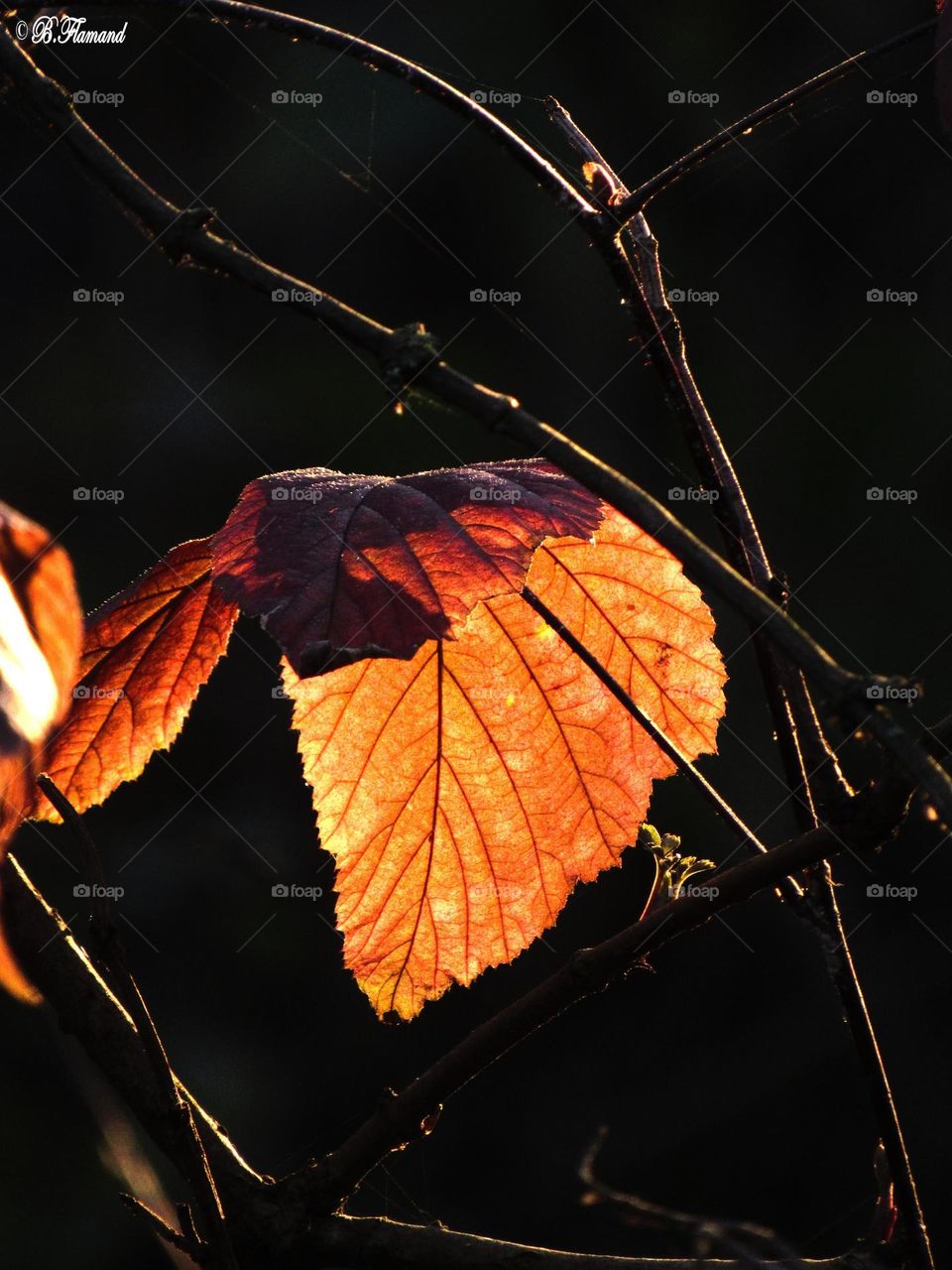 Winter leaves