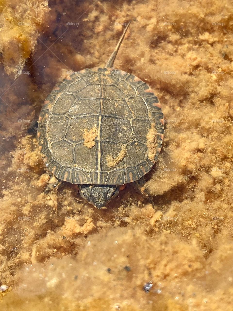A tiny turtle in a shallow stream