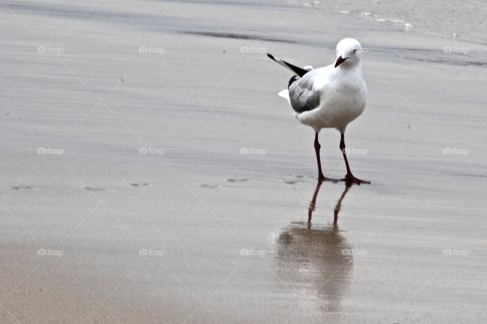 Seagull