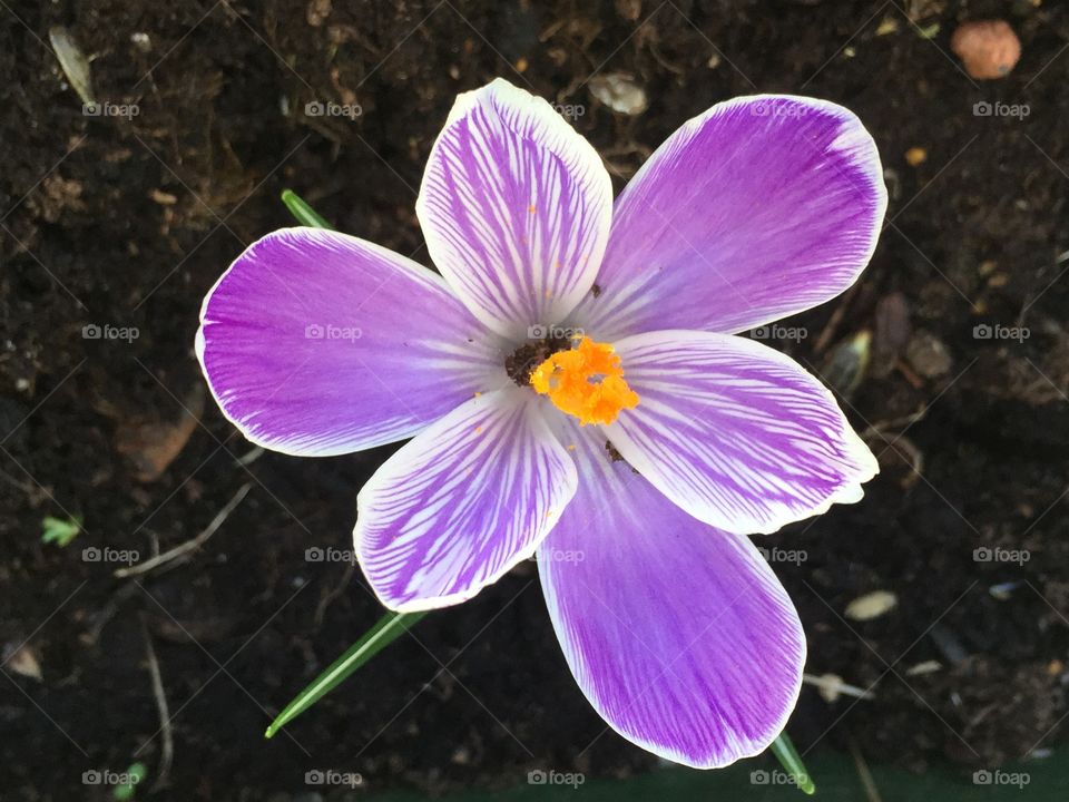 Purple crocus flower. 