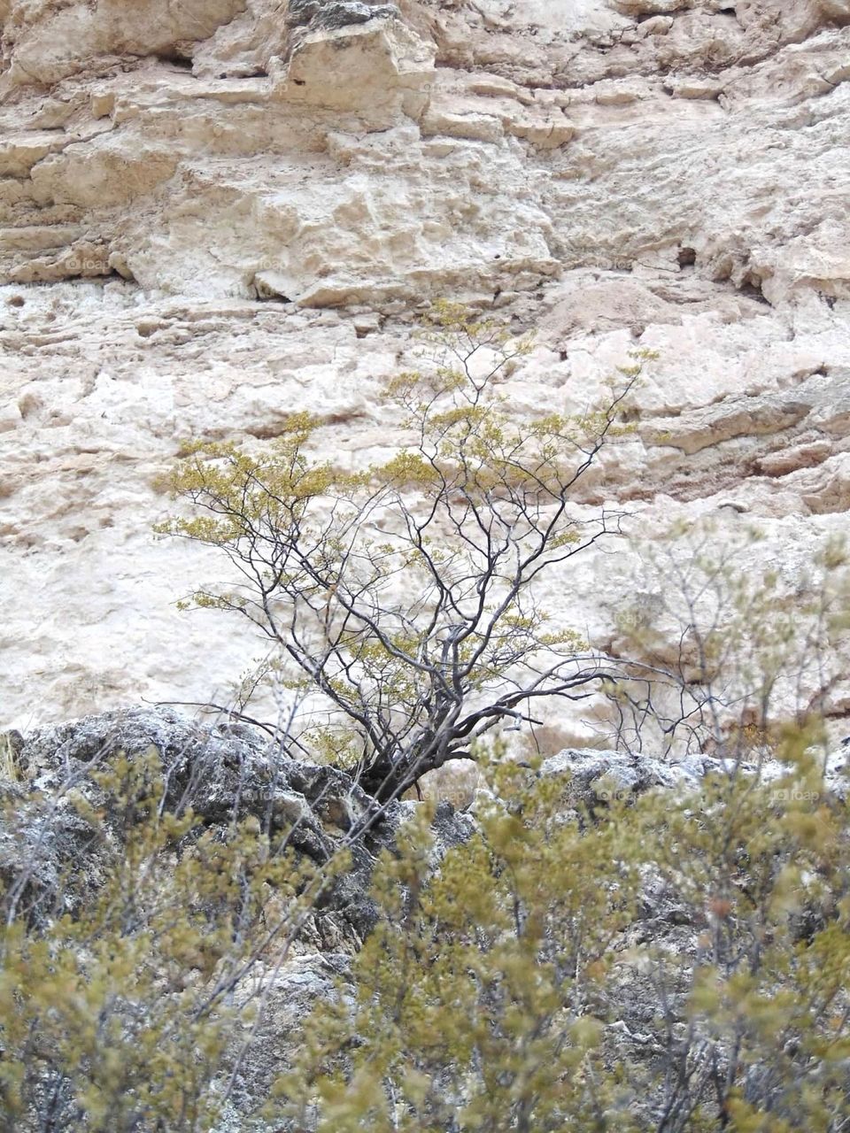 Bush growing against a rocky cliff. 