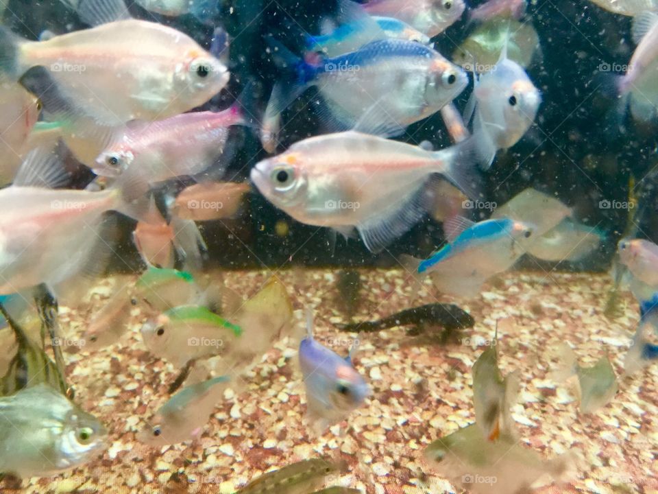 Fish with color on there backs