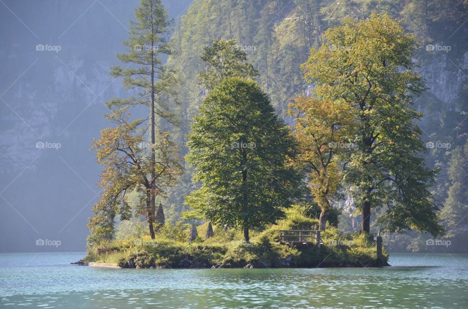 Tree, Water, Wood, Landscape, Nature