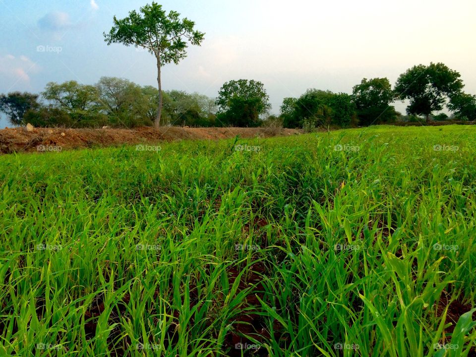 greenful nature 