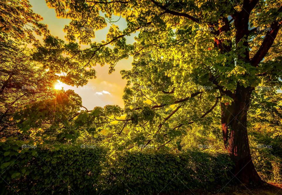 Landscape of trees and sunlight 