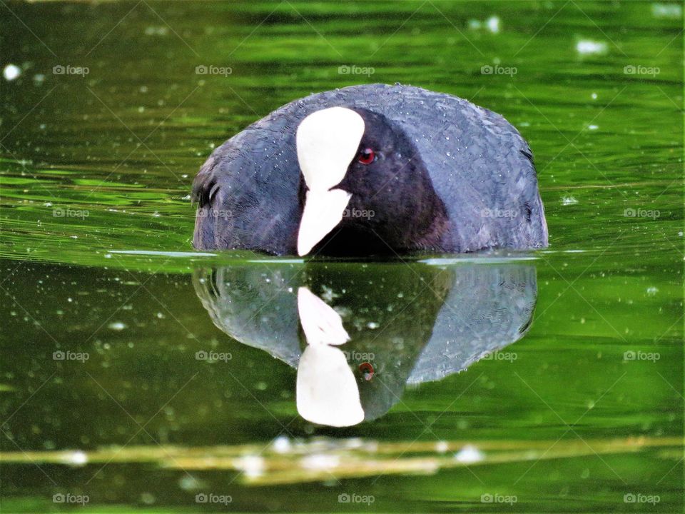coot green water lake