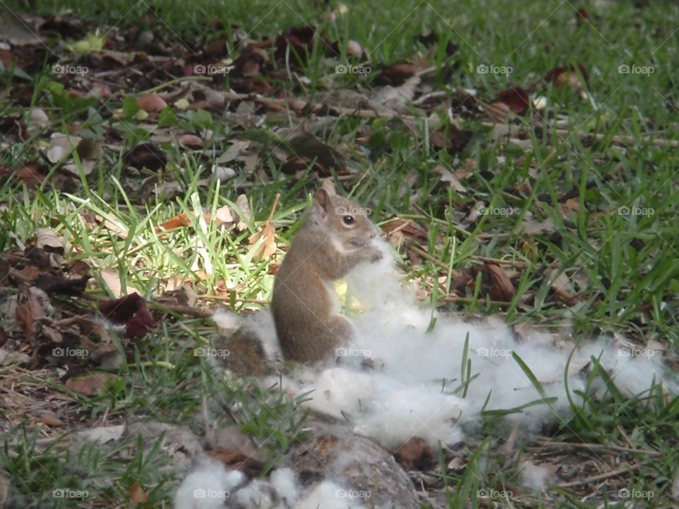 Squirrel in fluff