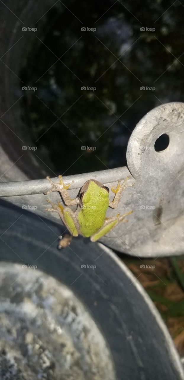 This Cope's gray tree frog (Dryophytes chrysoscelis) was one of possibly two frogs that I removed from my mother's bathroom about a dozen times last summer! They kept returning. I released this one at this time just as it started to rain.