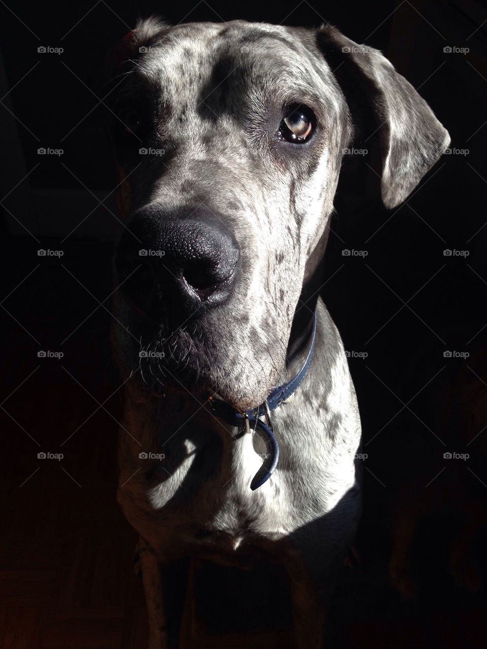 Callaway the mysterious Great Dane