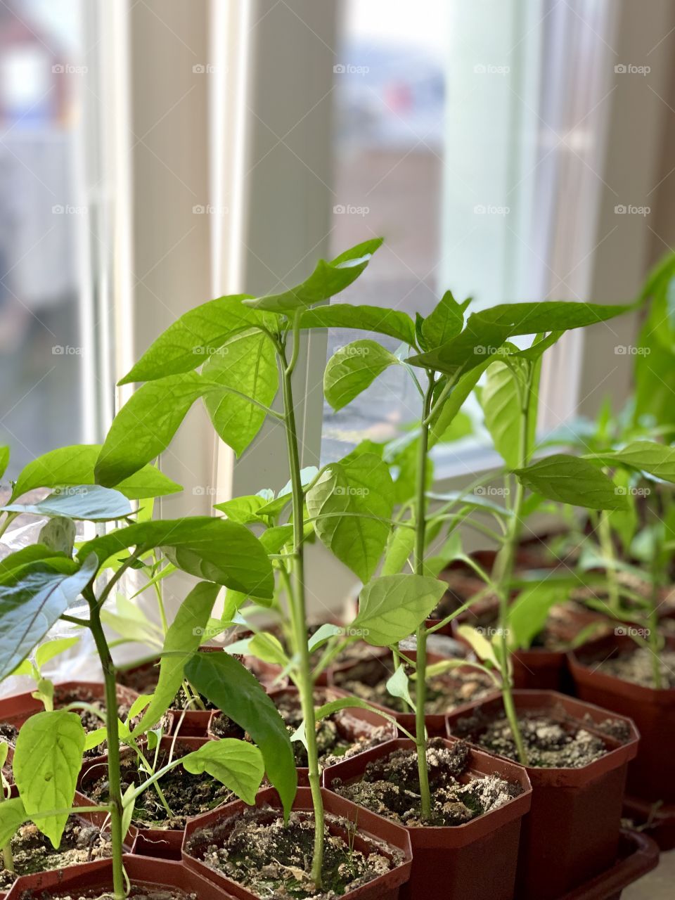 pepper seedlings