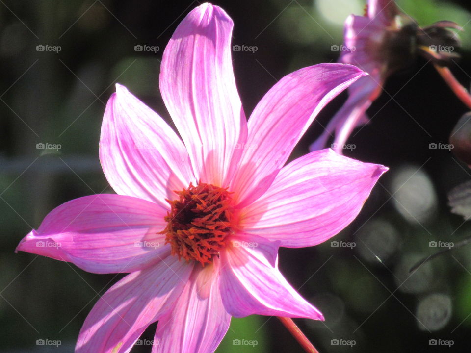 Bright pink dahlia with autumn sunshine