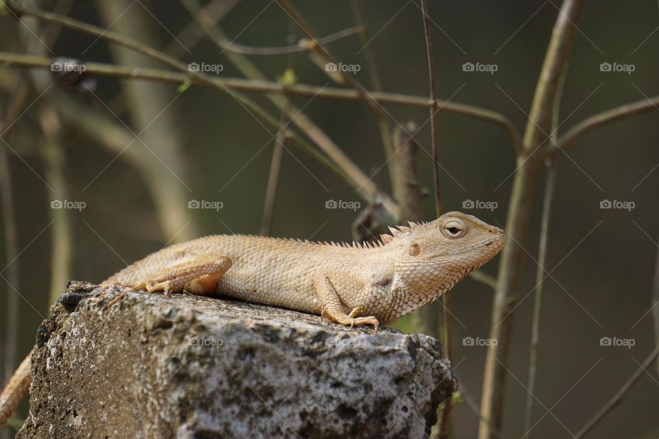 Lizard