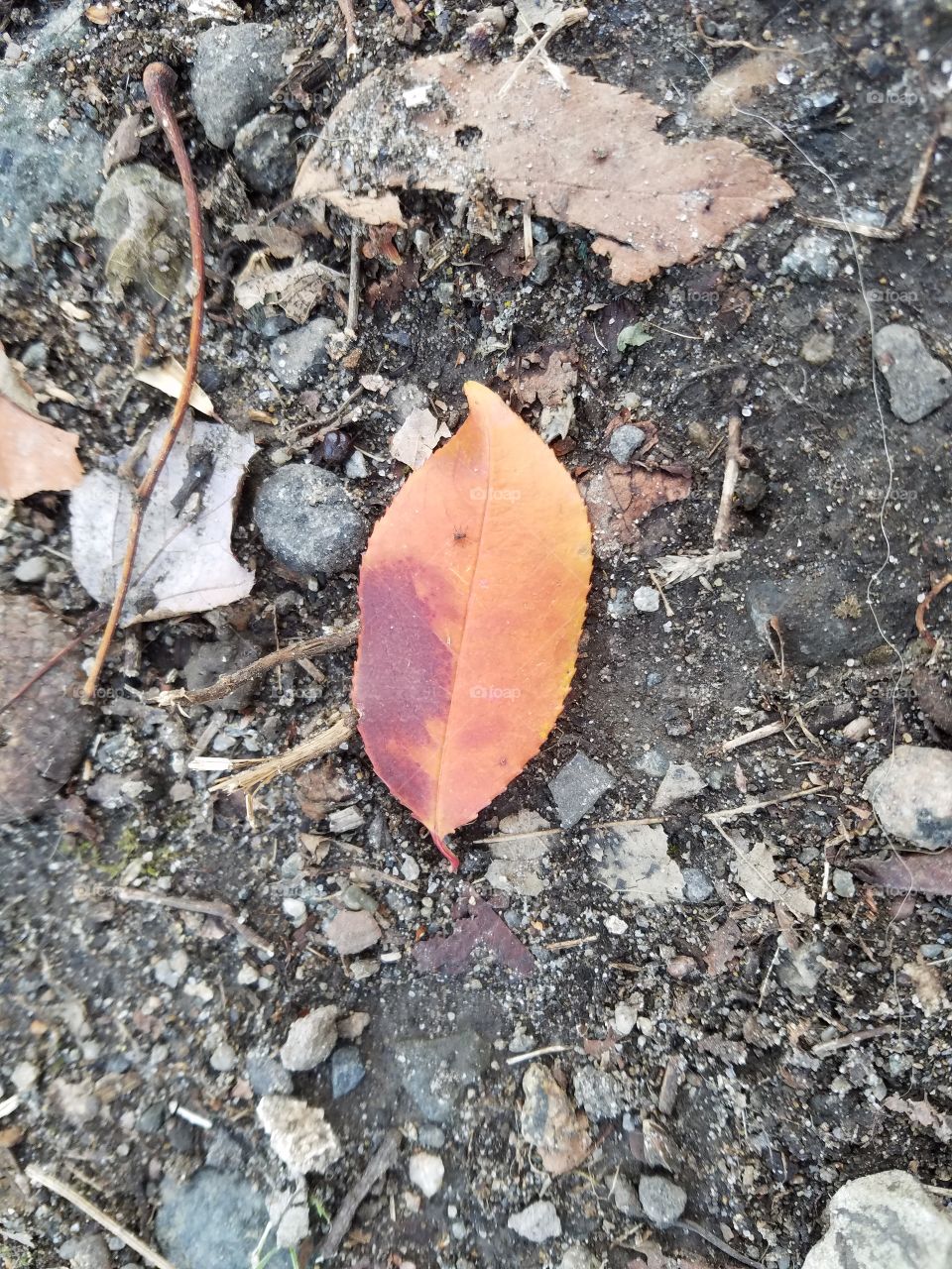 Colorful leaf on the ground