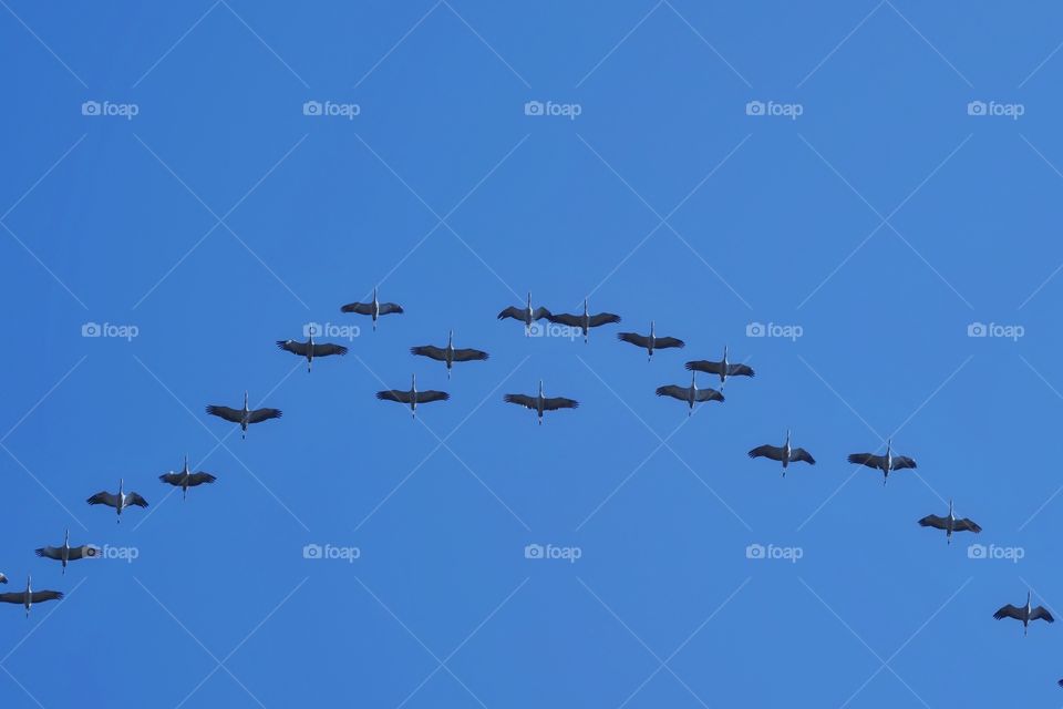 Bird migration