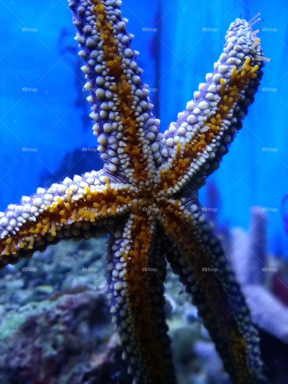 A starfish against the side of a glass tank, showing the feet on the underside.