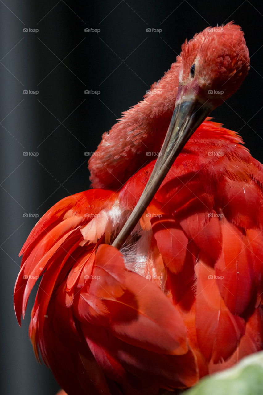Red bird ibis - preening