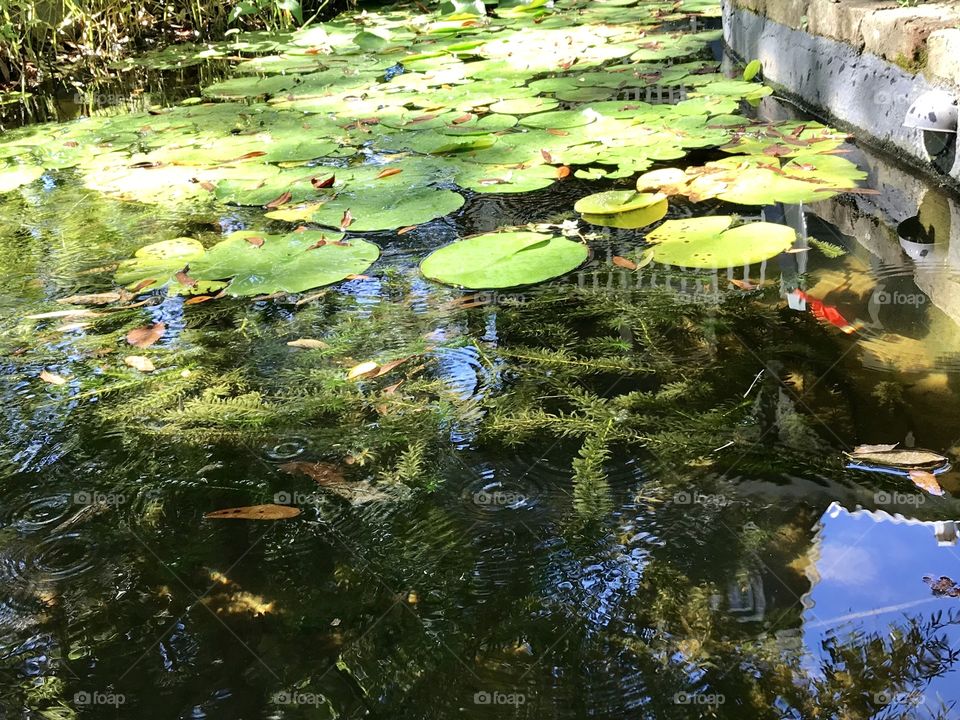 Lily pads on a pond