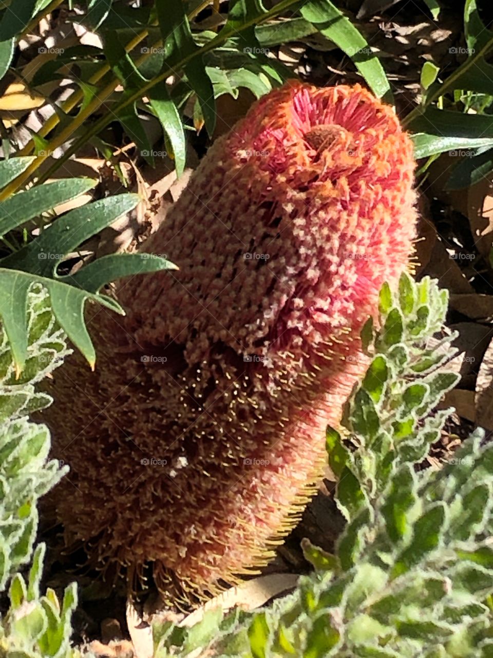 Wildflower, Western Australia 