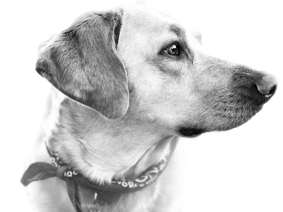 Black & white profile of dog with bandanna. 