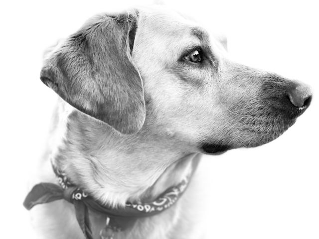 Black & white profile of dog with bandanna. 