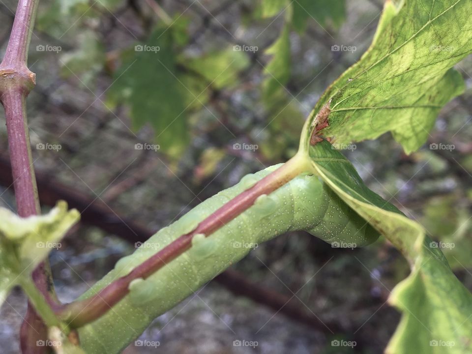 Green caterpillar from below 