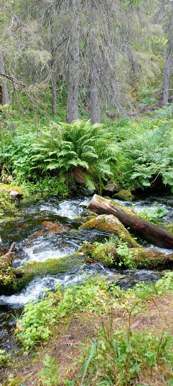 Pallas-Yllästunturi nationalpark, Lapland, Finland