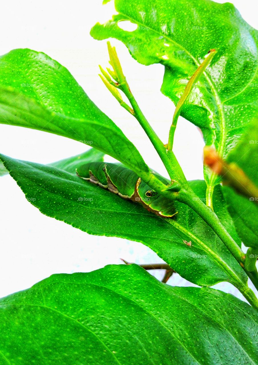 larva insect, green house