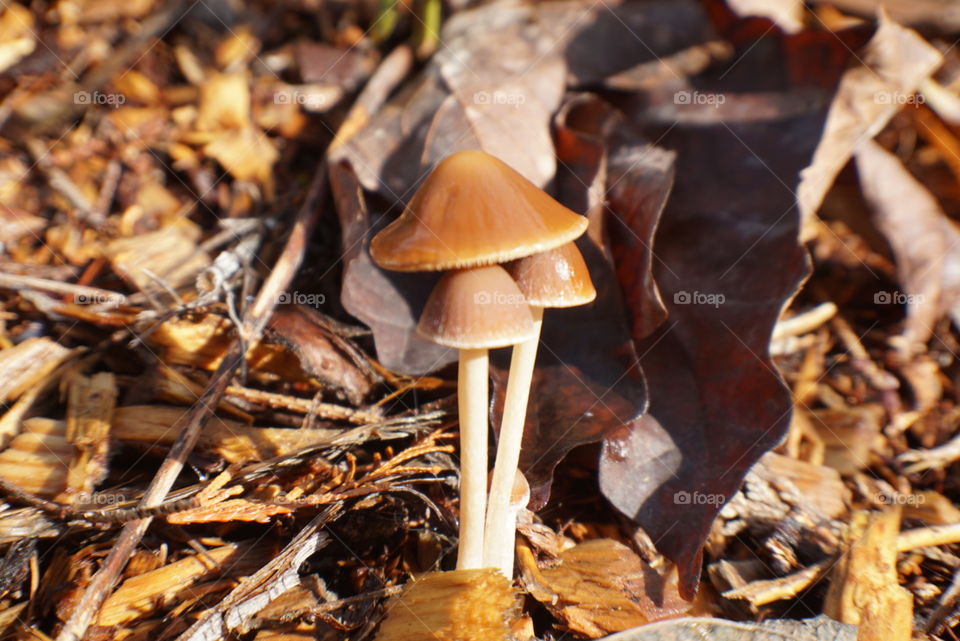 Mushrooms of the Pacific Northwest