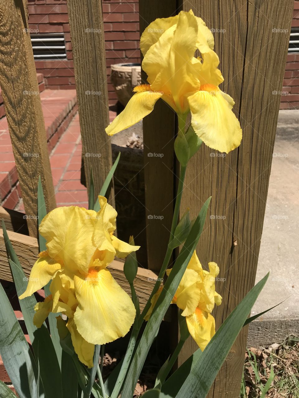 Beautiful yellow iris blooms brighten up a yard.
