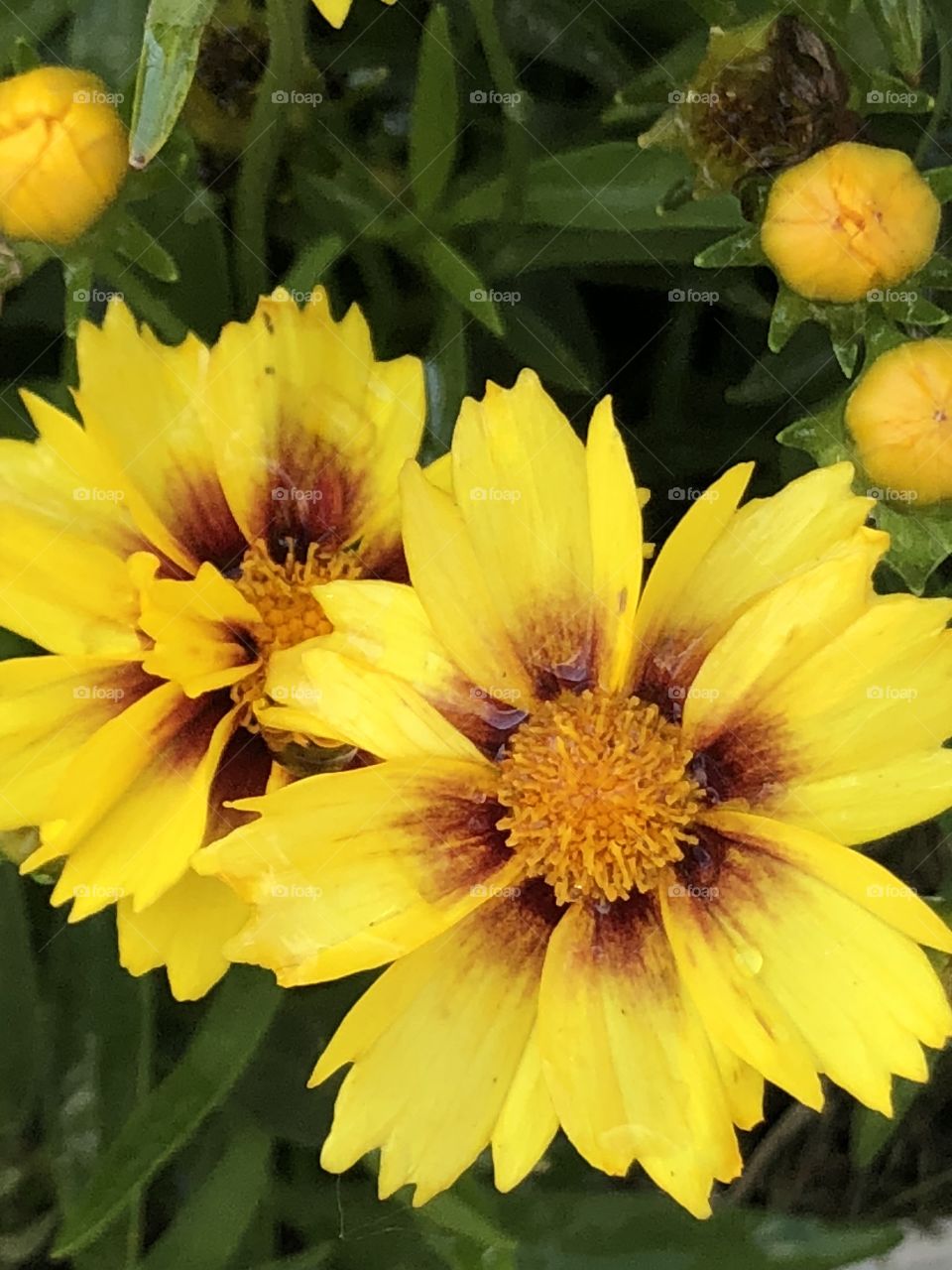 Yellow flowers