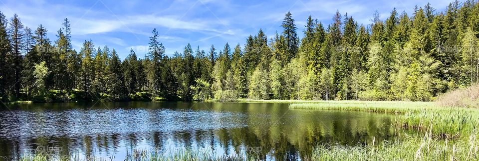 Swiss Forest Etang de la gruyere 