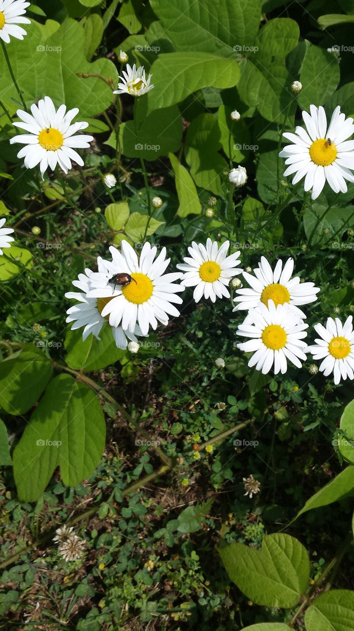 Daisies . walking trail flowers 