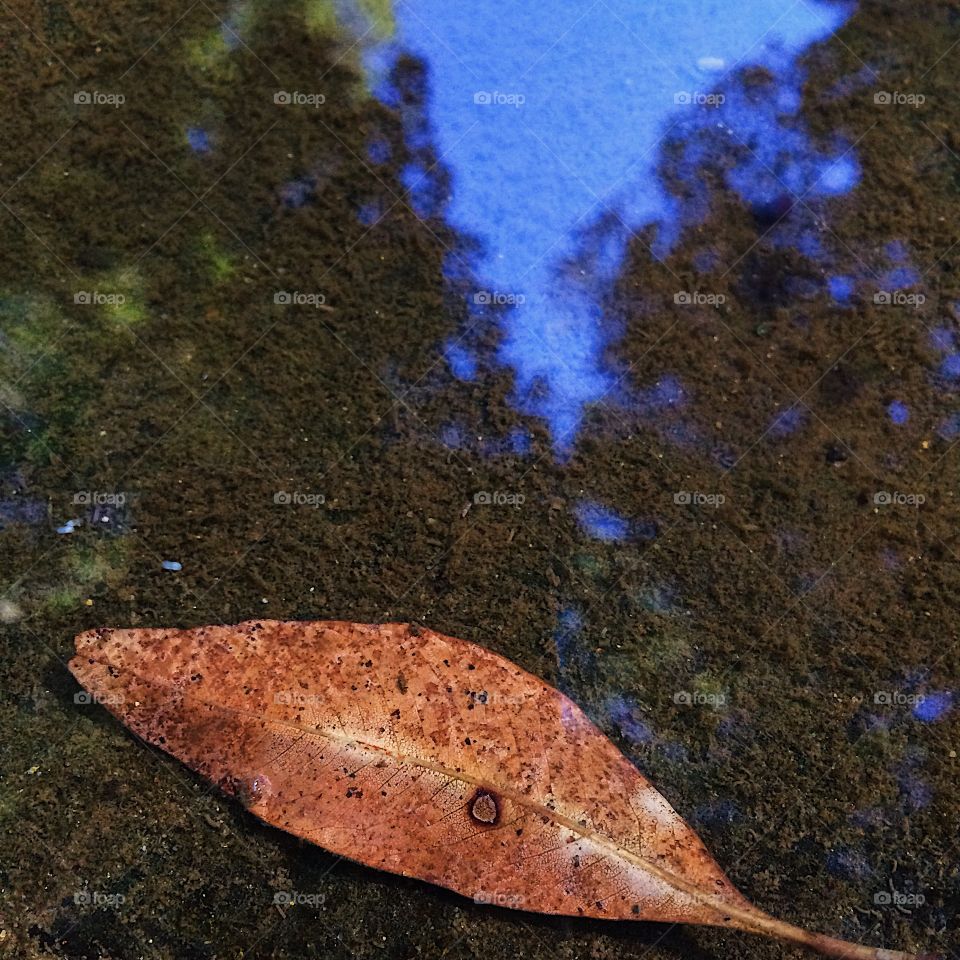Leaf underwater tree reflections 