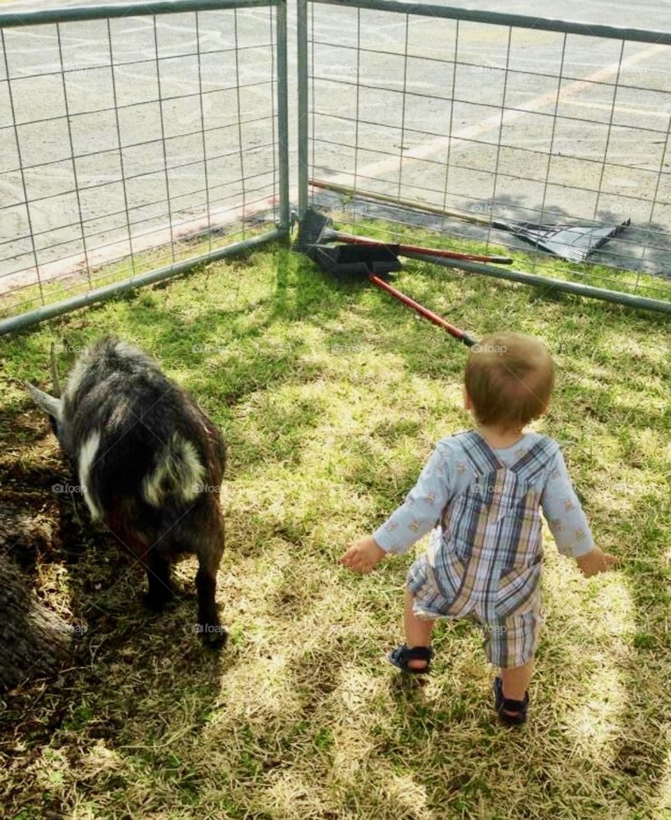 A young child enjoys playing at the farm with a black and white goat and a red and black broom. The green grass carpets the ground. 