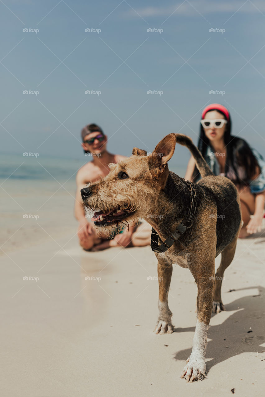 people look at a dog running along the beach
