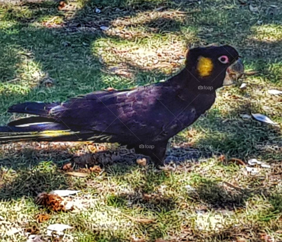 black cockatoo