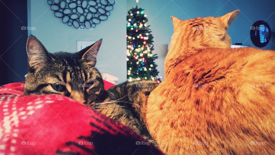 Christmas Cats