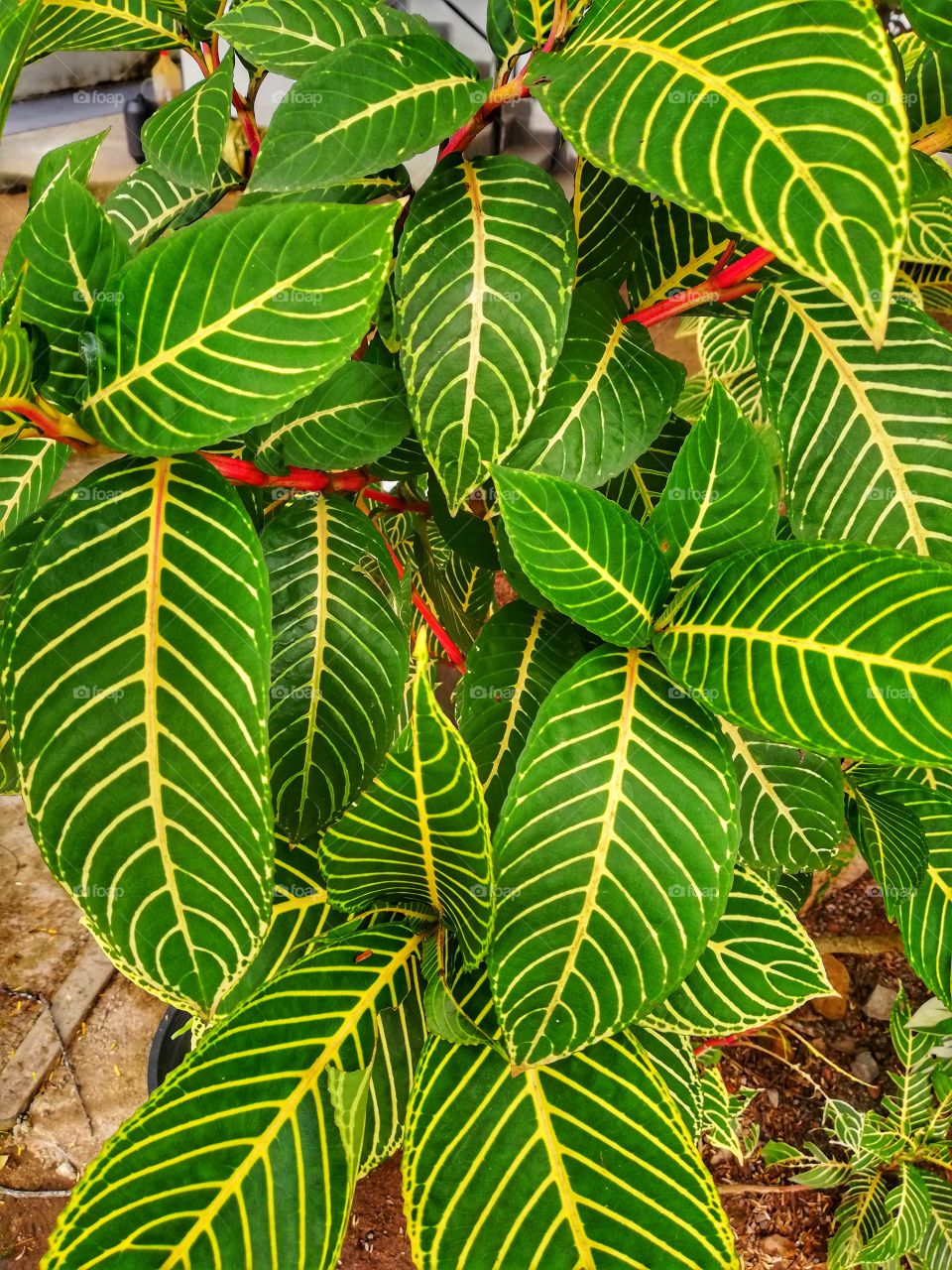 life is short , shine like young leaf, whenever get fortune 🌿🌱🤗